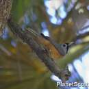 Image of Black-faced Monarch