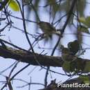 Image of Striated Thornbill