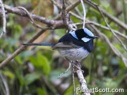 Image of fairywrens and relatives