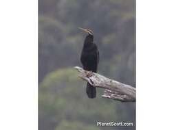 Image of anhingas and darters