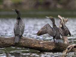 Image of Phalacrocorax Brisson 1760