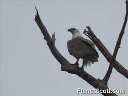 Image of Sea eagles