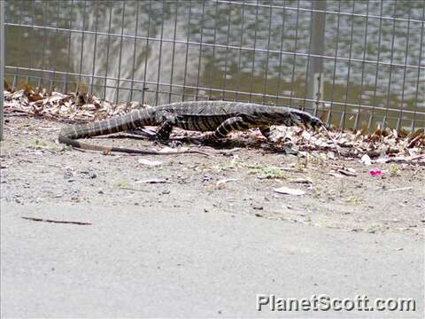 Image of monitor lizards