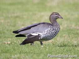 Image of Australian Wood and Finsch's Ducks