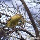 Image of Yellow Thornbill