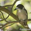 Image of Grey Butcherbird