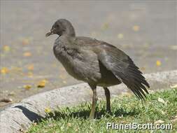 Image of Typical Moorhens