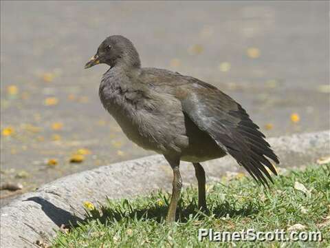 Image de Gallinula Brisson 1760