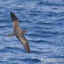 Image of Wedge-tailed Shearwater