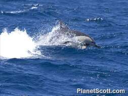 Image of common dolphins