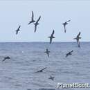 Image of Short-tailed Shearwater