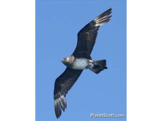 Image of skuas