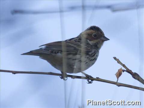 Image of Emberiza Linnaeus 1758