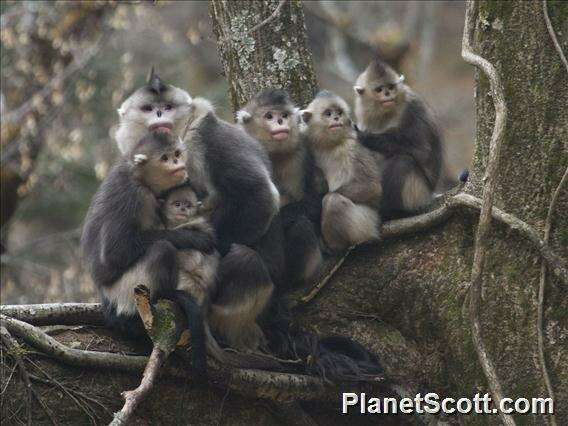 Image of Snub-nosed Monkeys