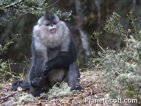 Слика од Rhinopithecus A. Milne-Edwards 1872