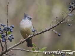 Image of Yuhina Hodgson 1836