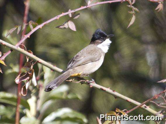 Image of Brown-breasted Bulbul