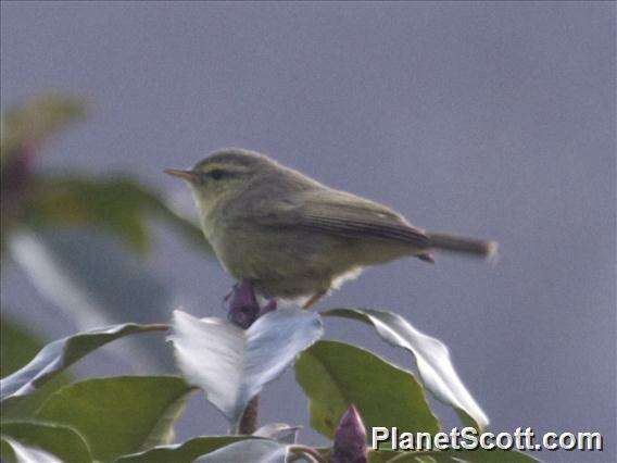 Image of Tickell's leaf warbler