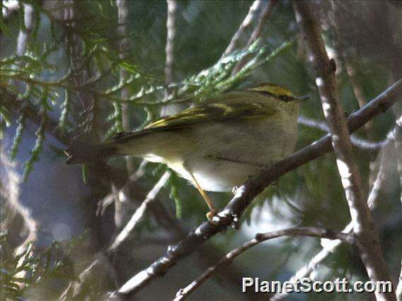 Image of Lemon-rumped Warbler