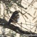 Image of Dusky Thrush