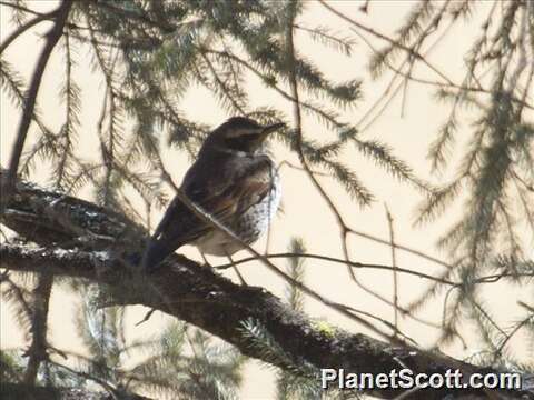 Image of Dusky Thrush