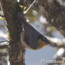 Image of Chestnut-vented Nuthatch