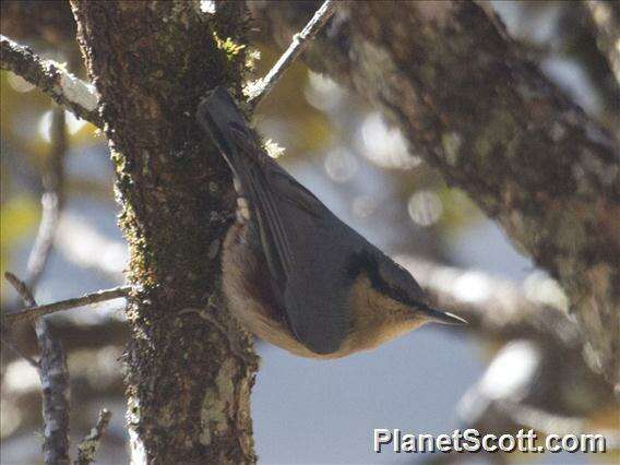 Image of Chestnut-vented Nuthatch