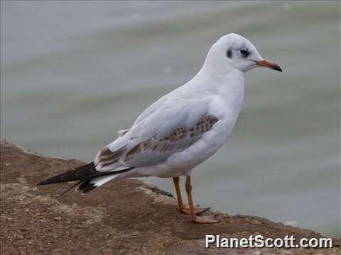 Image of Hooded gulls