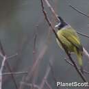 Image of Crested Finchbill