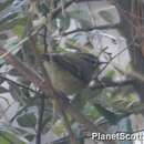 Image of Chinese Leaf Warbler