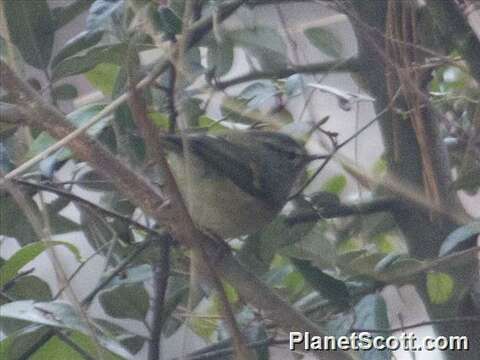 Image of Chinese Leaf Warbler