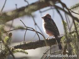 Image of Pink-rumped Rosefinch