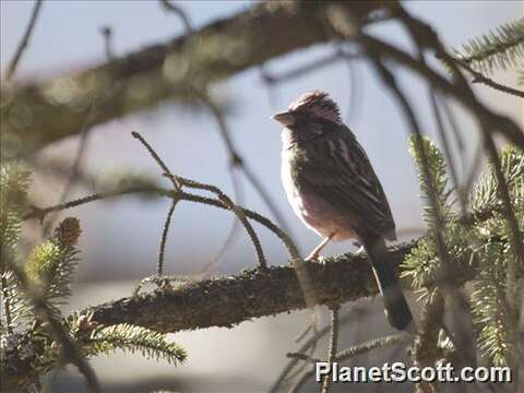 Carpodacus waltoni (Sharpe 1905)的圖片