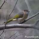 Image of Mountain Bulbul