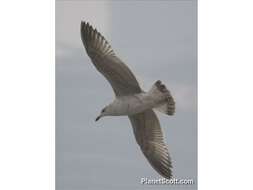 Image of Larus Linnaeus 1758