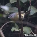 Image of Yunnan Fulvetta