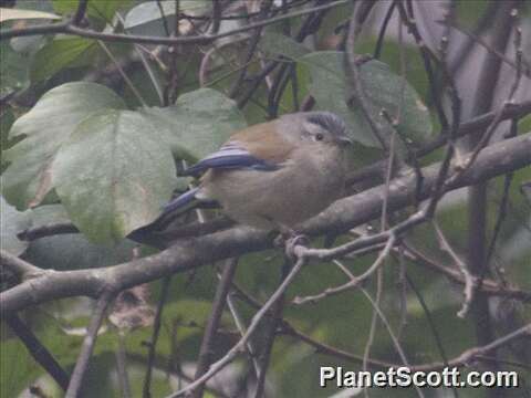 Image of Fulvetta David & Oustalet 1877