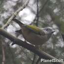 Image of Blyth's Shrike Babbler