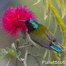 Image of Fork-tailed Sunbird