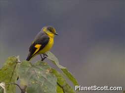 Image of Minivet