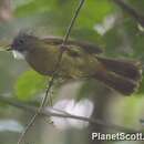 Image of Puff-throated Bulbul