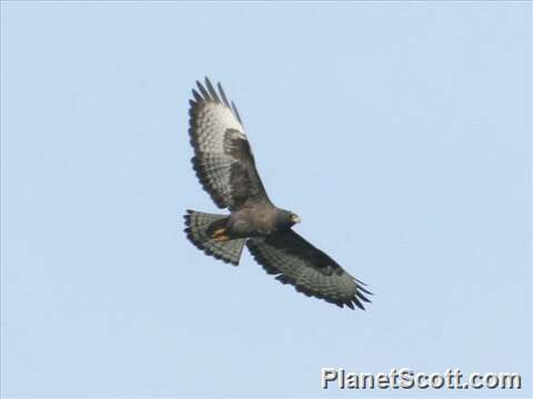 Image of Buteo Lacépède 1799