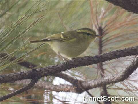 Image of Phylloscopus Boie & F 1826