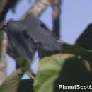 Image of Black-hooded Laughingthrush
