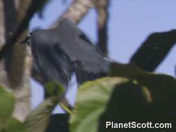 Image of Black-hooded Laughingthrush