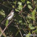 Image of Grey-eyed Bulbul