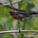 Aethopyga saturata (Hodgson 1836) resmi