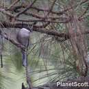 褐背鶲鵙的圖片