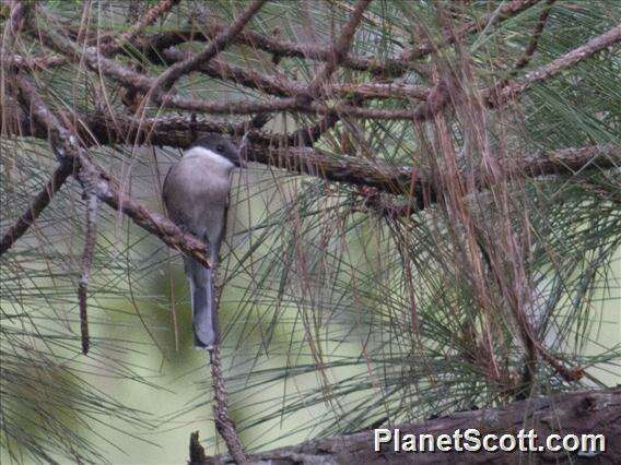 Image of Flycatcher-shrike