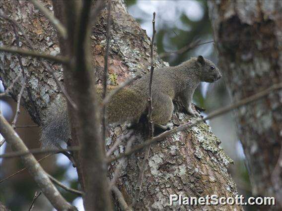 Image of Callosciurus Gray 1867